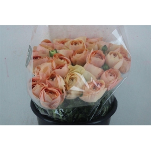 Ran Cloni Sup Champagne