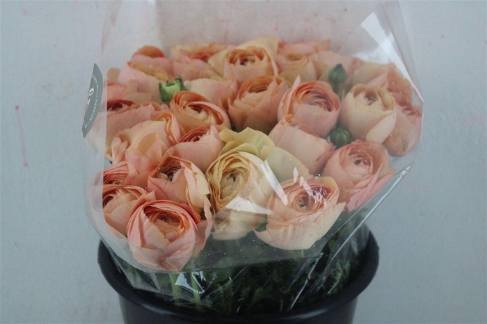 <h4>Ran Cloni Sup Champagne</h4>