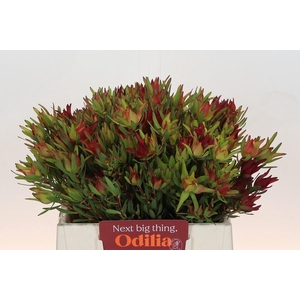 Leucadendron Yellow Blush Spray