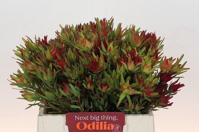 Leucadendron Yellow Blush Spray