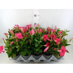 Mandevilla am. 'Sundav Pink'