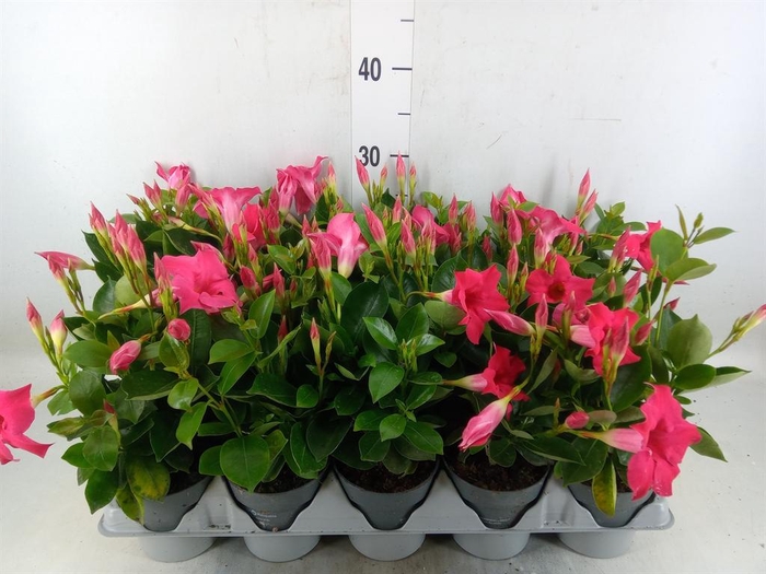 <h4>Mandevilla am. 'Sundav Pink'</h4>