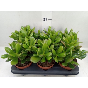 Crassula  'Magical Tree'