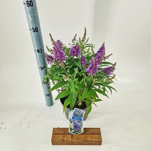 Buddleja Butterfly Candy Little Lil