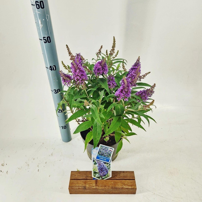 <h4>Buddleja Butterfly Candy Little Lil</h4>
