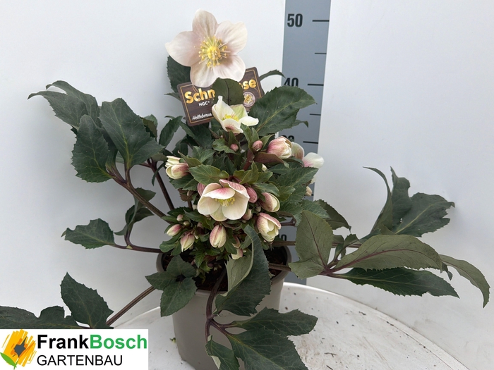 <h4>HELL ER HGC SH STAR</h4>