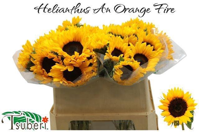 <h4>HELI ORANGE FIRE</h4>