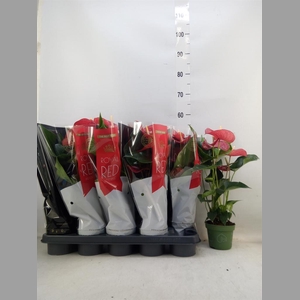 Anthurium andr. 'Querida'