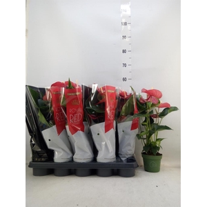 Anthurium andr. 'Querida'