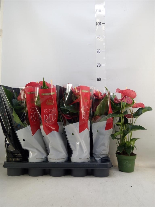 <h4>Anthurium andr. 'Querida'</h4>