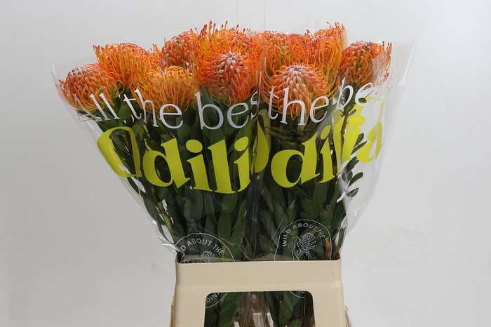 <h4>Nutans Ayoba Sun</h4>