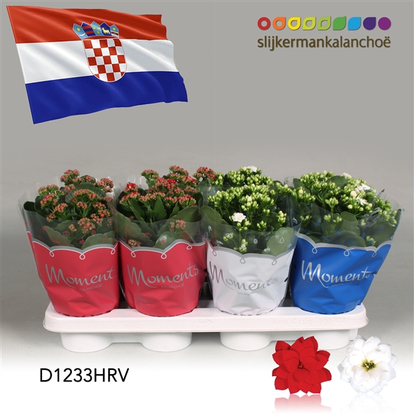 <h4>Kalanchoe Moments - Croatia flag</h4>