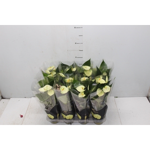 ANTHURIUM VANILLA P09 PREMIUM