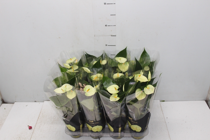 <h4>ANTHURIUM VANILLA P09 PREMIUM</h4>