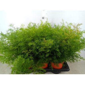 Asparagus dens. 'Cwebe'