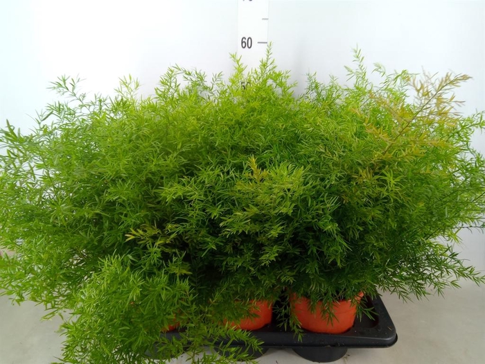 <h4>Asparagus dens. 'Cwebe'</h4>