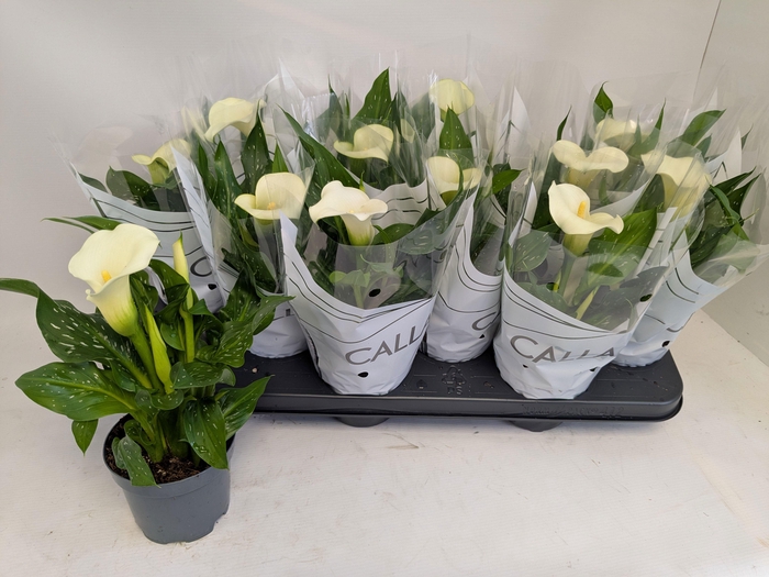 <h4>ZANT CAPT FRESCO</h4>