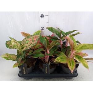 Aglaonema   ...