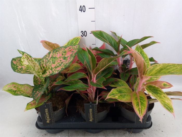 Aglaonema   ...