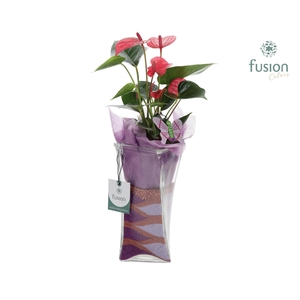 Glazen Twistervaas met Anthurium