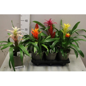ARR BROMELIA