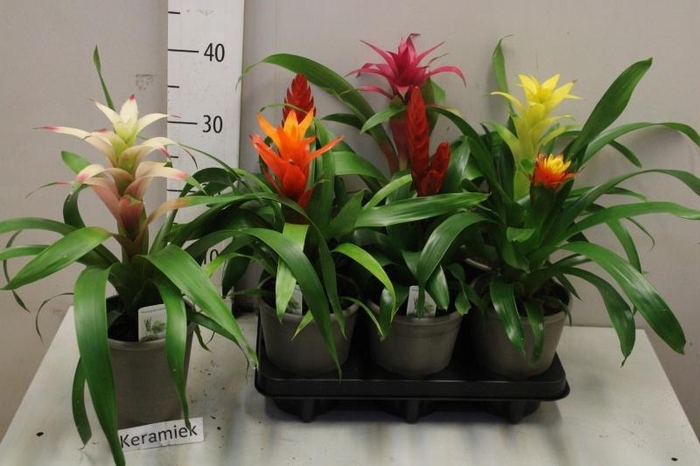<h4>ARR BROMELIA</h4>