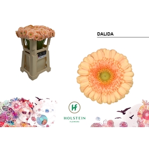 GE MI water Dalida