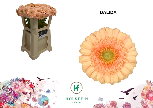 <h4>GE MI DALIDA EMMER X80</h4>