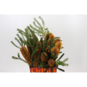 Banksia Ericifolia