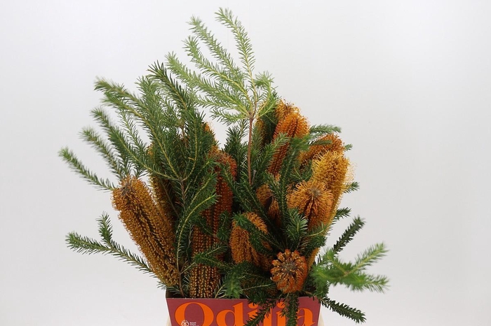 <h4>Banksia Ericifolia</h4>