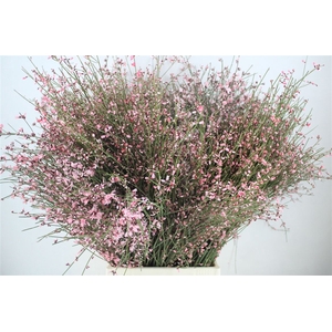 Ginster 300gr Pink P Bunch