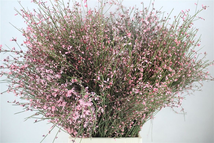 <h4>Ginster 300gr Pink P Bunch</h4>