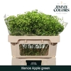 Gyps Grof Apple Green (dip)