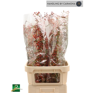 Rosa Corallo Red SPS