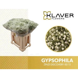 GYPS PA ZI DISCOVERY