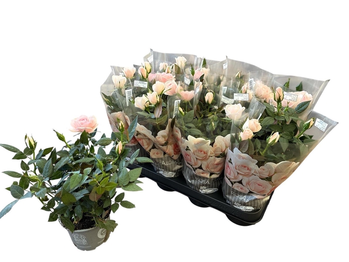 <h4>RO ROSAROMA PI CREAM</h4>