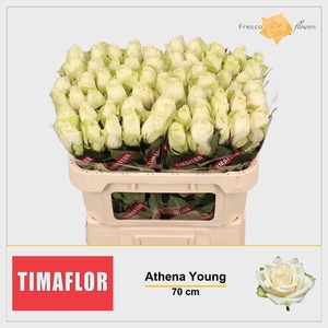 R GR ATHENA