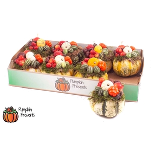 CUCURBITA PEPO