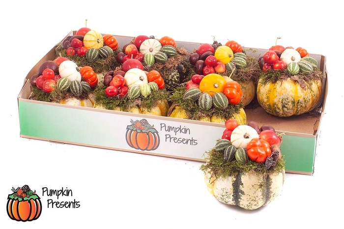 <h4>CUCURBITA PEPO</h4>