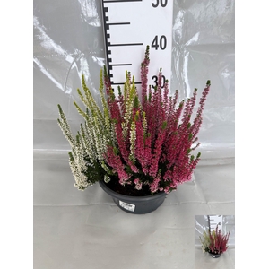 CALLU BL  QUATTRO G