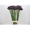 Allium Forelock