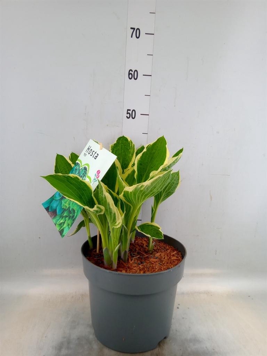 <h4>Hosta fortunei</h4>