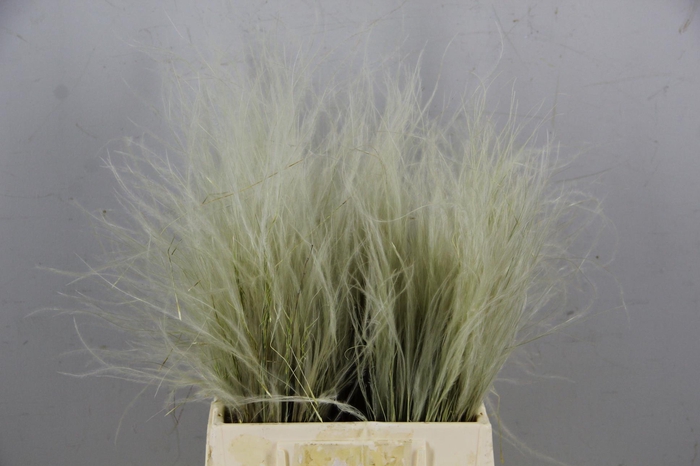 <h4>DF Stypha Penatta Bs Natural</h4>