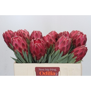 PROTEA VENUS