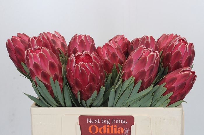 <h4>PROTEA VENUS</h4>
