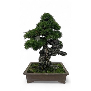 Juniperus chinensis over rock, 33 cm., height 50cm. (single item)