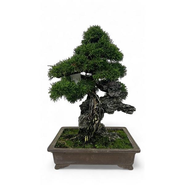 <h4>Juniperus chinensis over rock, 33 cm., height 50cm. (single item)</h4>