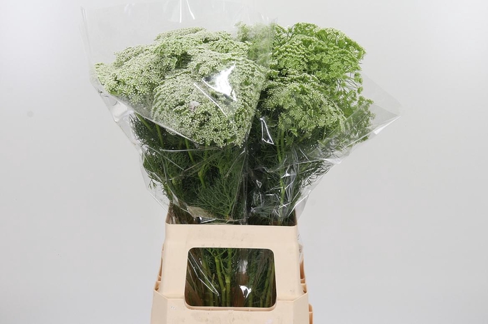 <h4>Ammi Majus Visnaga</h4>