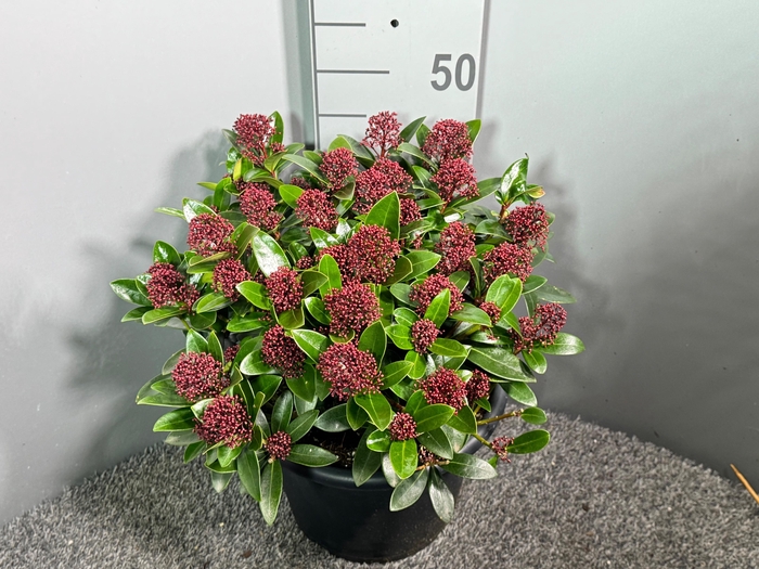 <h4>Skimmia japonica 'Red Dwarf'</h4>