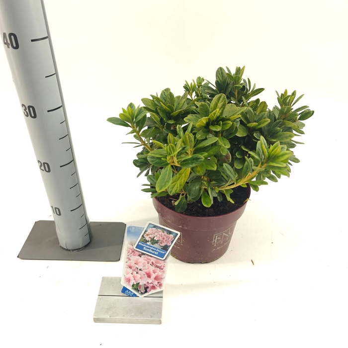 <h4>Rhododendron ENCORE® Sunburst ('Roblet'PBR)</h4>